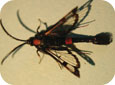 Apple clearwing moth adult