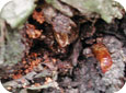 Excréments et logettes de nymphose, signes évidents de la présence de larves d’insectes foreurs 