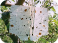 White sticky 3D trap used to monitor adult sawflies 