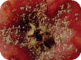 Cochenille ostréiforme sur un fruit (ministère de l’Agriculture et des Terres de la C.-B) 