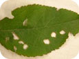 Les perforations circulaires sur les feuilles du pommier