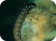 Eye-spotted budmoth larvae  