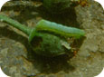 Green fruitworm larva 
