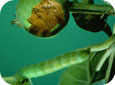 Green fruitworm larva 