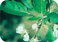 Gypsy moth “shothole” feeding injury on leaves
