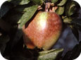 Bronzage sur le fruit causé par l’ériphyide du pommier 