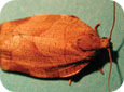 Adult obliquebanded leafroller