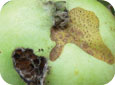 Fruit portant les marques des déprédations causées au printemps