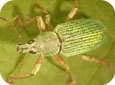 Pale green weevil