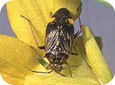 Tarnished plant bug adult (Agriculture and Agri-Food Canada, Saskatoon Research Centre)