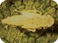 Nymphe de cicadelle de la pomme de terre (NRAES-75, Mid Atlantic Orchard Monitoring Guide, publié par Henry Hogmire)