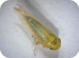 Cicadelle de la pomme de terre adulte 