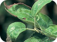 « Brûlure de la cicadelle » sur le pourtour des feuilles 