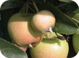 Fruit rabougri par l’action du puceron rose du pommier 