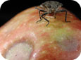 Stink bug injury (Peter Jentsch, Cornell University, Hudson Valley Laboratory, NY)