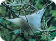 Eastern tent caterpillar nest in tree 