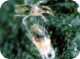 Male and female twospotted spider mites
