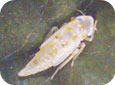Jeune nymphe de la cicadelle blanche du pommier