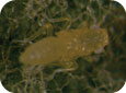 Cicadelle blanche à un stade nymphal avancé; noter les ébauches alaires 