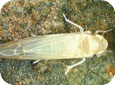 Adulte de la cicadelle blanche (NYS Agric. Expt. Station, Geneva, NY)