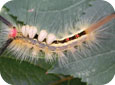 Tussock moth larva