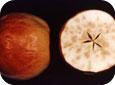 Boron deficiency in apple