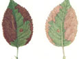 Calcium deficiency – young leaf showing discolouration and necrosis (top), nearly mature leaf with extensive areas of dead tissue (bottom) 
