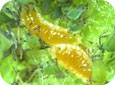 Larves de cécidomyies du puceron (orange) dans une colonie de puceron vert