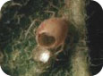 Puceron mumifié avec le trou de sortie du guêpe braconide 