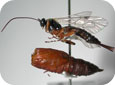 Ichneumonid wasp parasitoid, with OBLR pupal case