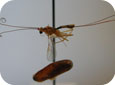 Macrocentrus ancylivorus, un guêpe braconide, et sa coque de nymphose, d'une tordeuse orientale du pêcher 