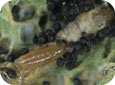 Larve de guêpe eulophide (au-dessus) avec les dommages causées par les activités d’alimentation de la mineuse marbrée (E. Beers, OPM Online, WSU) 