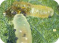 Larve de guêpe eulophide se nourissant d’une mineuse (E. Beers, OPM Online, WSU) 