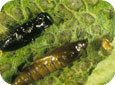 Pupe de guêpe eulophide (noir, au-dessus) et une mineuse marbrée (en-bas) (E. Beers, OPM Online, WSU) 