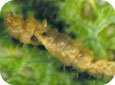 Larve de la mineuse marbrée qui se nourrissent de tissus après avoir été consommée par une guêpe adulte (E. Beers, OPM Online, WSU) 