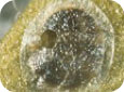 Carpocapse de la pomme parasités par une guêpe trichogramme (E. Beers, OPM Online, WSU)  