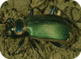 Ground beetle adult (caterpillar hunter)