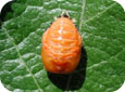 Pupe d’Harmonia axyridis (coccinelle asiatique multicolore) 