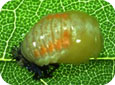 Pupe d’Harmonia axyridis (coccinelle asiatique multicolore) 