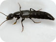 Tasgius ater, a common rove beetle found in many agricultural habitats (Photo by D. Cheung DKB Digital Designs)