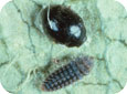 Adulte et larve de Stethorus