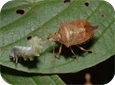 Stink bug (Photo by S.A. Marshall School of Envromental Science, University of Guelph)