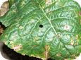 Tache noire alternarienne sur une feuille de brocoli  