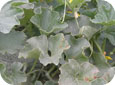 Alternaria on cantaloupe leaves