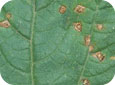 Alternaria on cucumber leaves
