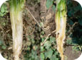 Plante sain (gauche), plante infecté par la flétrissure fusarienne (droite) 