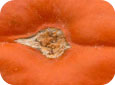 Scab lesion on pumpkin