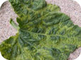 Virus infected leaf