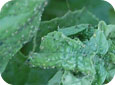 Aphid colony on leaf 