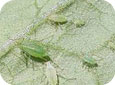 Aphid adults and young nymphs 